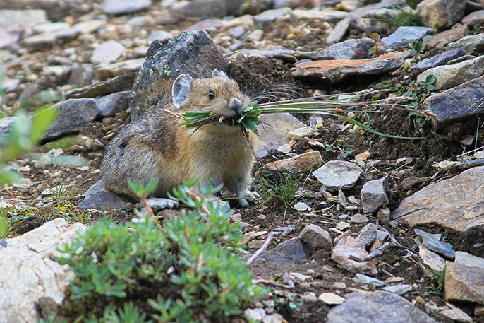a pika holds grass clippings in its mouth