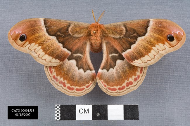 large rust and brown moth pinned with wings spread open