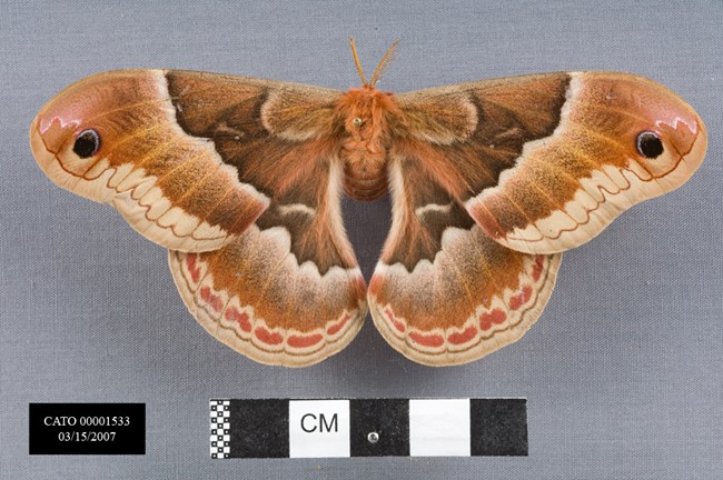 CATO00001533 large rust and brown moth pinned with wings spread open