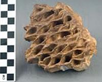 NACE-GREE_Artifact NACE-GREE_Artifact