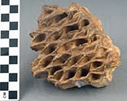 Cycadeoidea marylandica Cycadeoidea marylandica