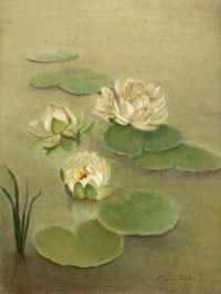 Waterlily drawing Waterlily drawing