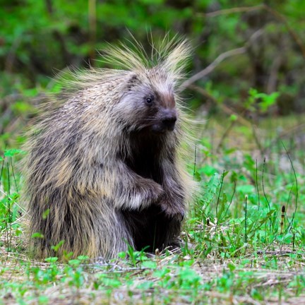 a porcupine stands in green vegetation