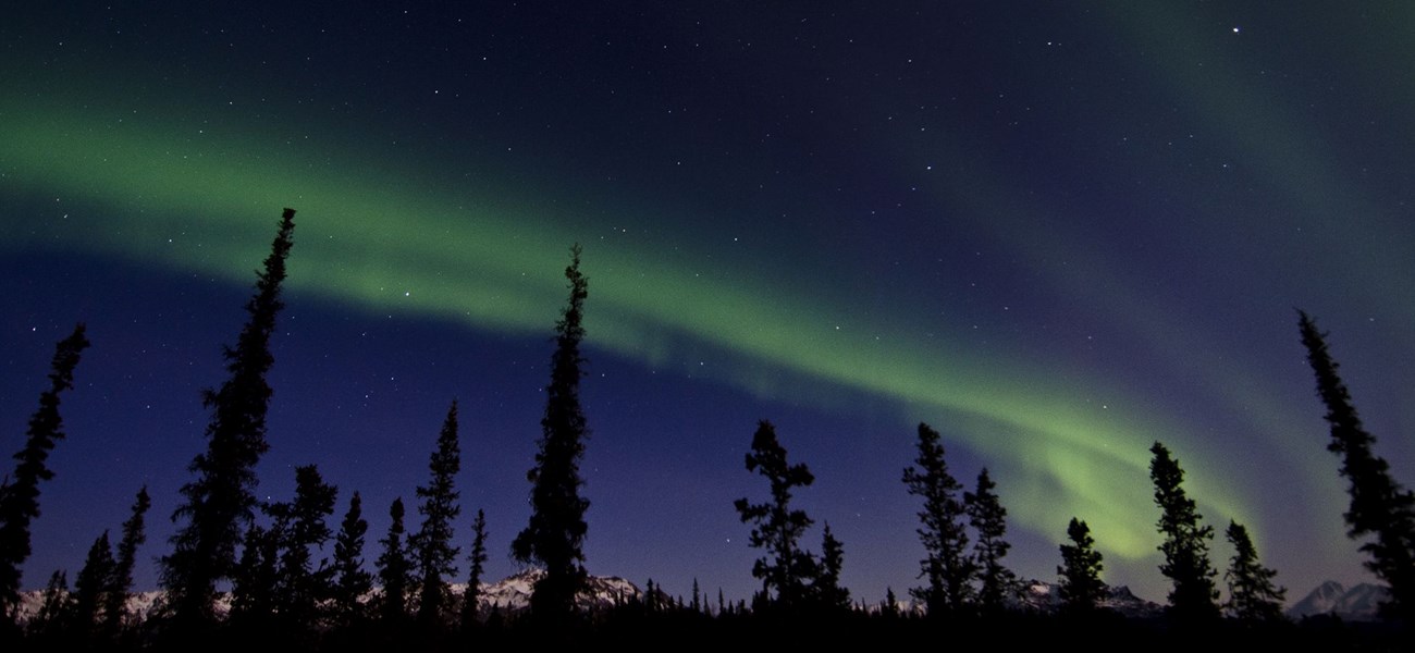 colorful northern lights about trees in Denali National Park