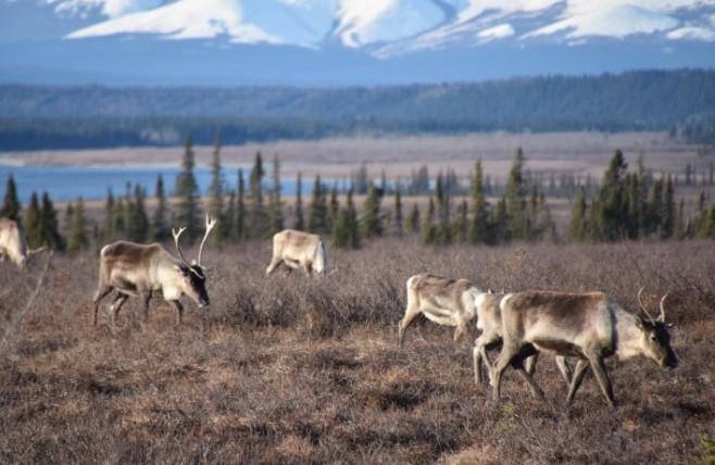 six caribou grazing in a brushy, brown meadow near spruce trees