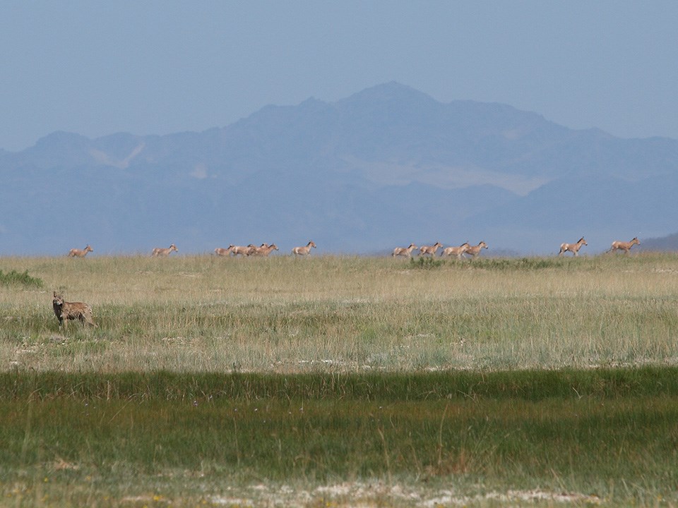 A single wolf stands in foreground. A herd of khulan run in the background. A single wolf stands in foreground. A herd of khulan run in the background.