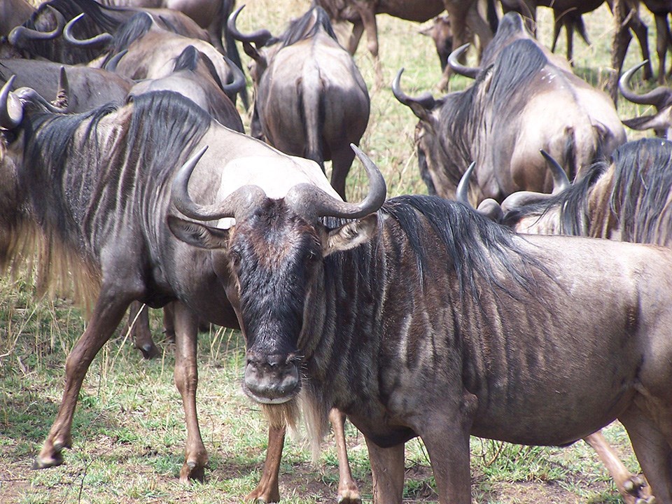 A herd of wildebeest stand near the camera. One is staring directly at the camera. The animals have a long main, and horns. A herd of wildebeest stand near the camera. One is staring directly at the camera. The animals have a long main, and horns.