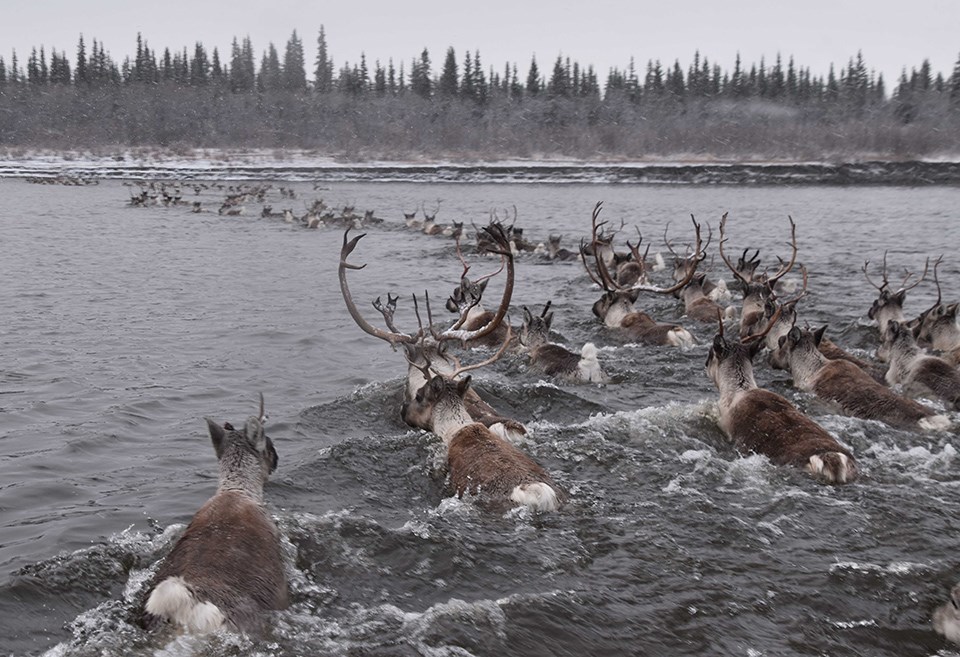 A large group of caribou swim across a river. The water is darker and looks cold. The landscape appears to be late fall or early winter. A large group of caribou swim across a river. The water is darker and looks cold. The landscape appears to be late fall or early winter.