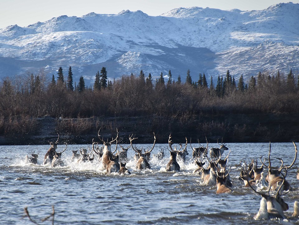 A group of caribou cross a river by walking and swimming. The snow covered Waring Mountains are in the background. A group of caribou cross a river by walking and swimming. The snow covered Waring Mountains are in the background.