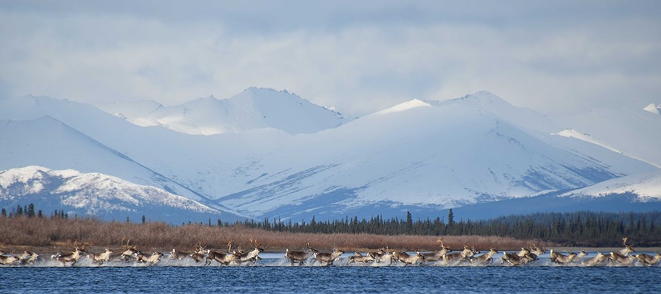 A herd of caribou run across a shallow river. Snow covered mountains are in the background. A herd of caribou run across a shallow river. Snow covered mountains are in the background.