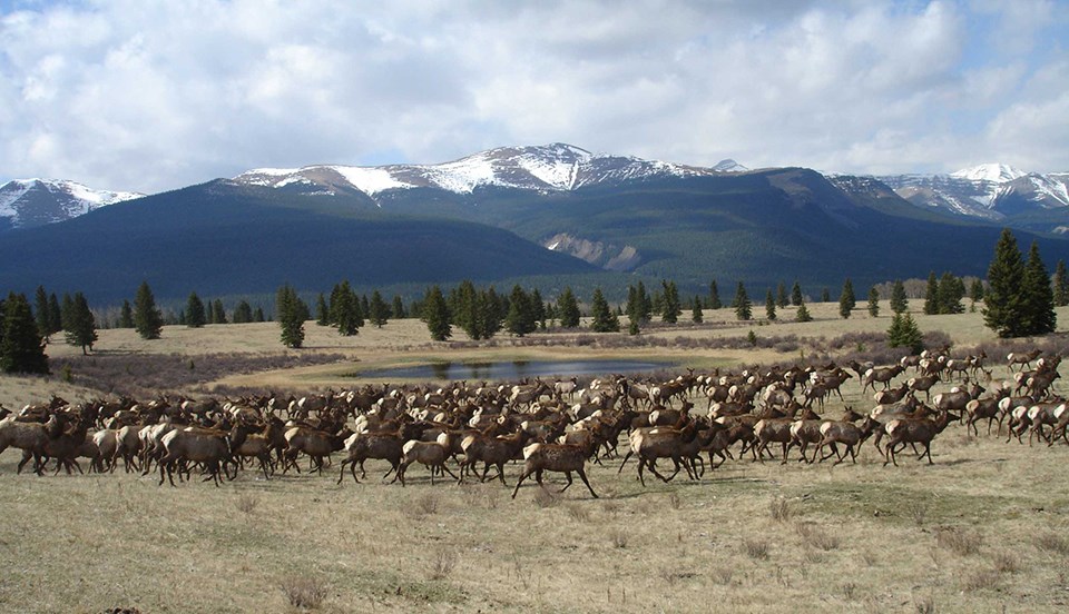 A herd of elk gather near a small pond. Mountains with a dusting of snow are in the background. A herd of elk gather near a small pond. Mountains with a dusting of snow are in the background.