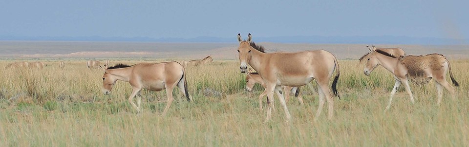 A close up view of several khulan. One is looking directly at the camera. The landscape is flat and grassy. Khulan are horse-like. A close up view of several khulan. One is looking directly at the camera. The landscape is flat and grassy. Khulan are horse-like.