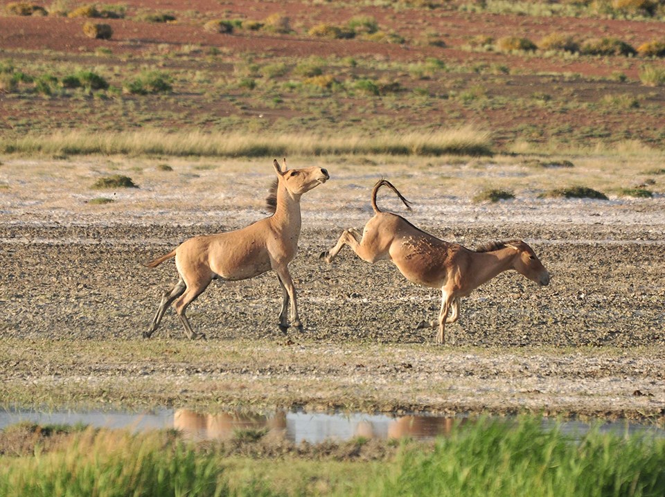 Two khulan near a watering hole. One is raising its rear legs in what looks like a kick towards the one khulan. The second khulan is raising its head to avoid the kick. Two khulan near a watering hole. One is raising its rear legs in what looks like a kick towards the one khulan. The second khulan is raising its head to avoid the kick.