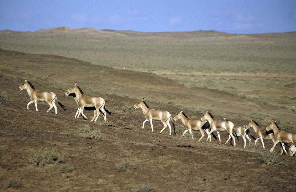 A group of khulan walk nearly in single file on the rolling landscape of Mongolia. A group of khulan walk nearly in single file on the rolling landscape of Mongolia.