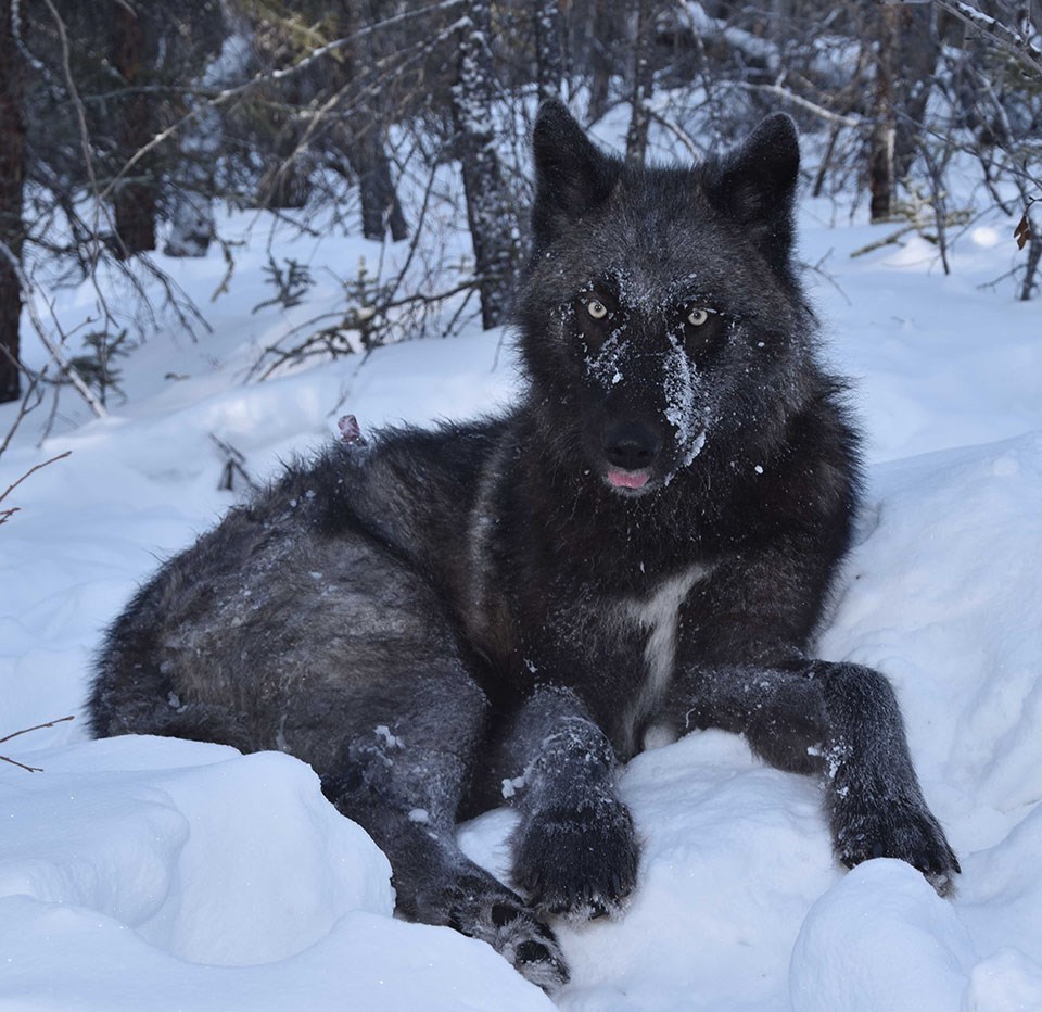 A close up of a wolf sitting in the snow. It seems to be relaxed with snow collected on the sides of the snout. The wolf appears dark in color next to the snow. A close up of a wolf sitting in the snow. It seems to be relaxed with snow collected on the sides of the snout. The wolf appears dark in color next to the snow.