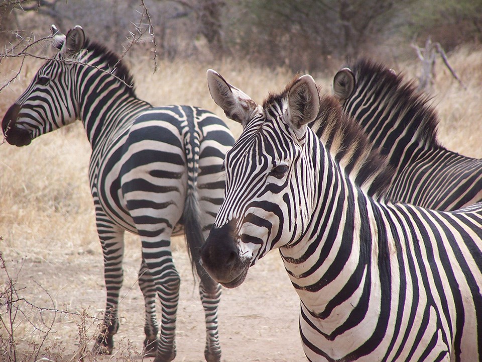 Three zebras stand near the camera. They black and white stripes are very prominent. The animals visually appear to be horse-like, the mains are short and appear to be stiff. Three zebras stand near the camera. They black and white stripes are very prominent. The animals visually appear to be horse-like, the mains are short and appear to be stiff.