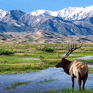 lt= Elk at Big Spring Creek, Great Sand Dunes National Park & Preserve. NPS Photo.