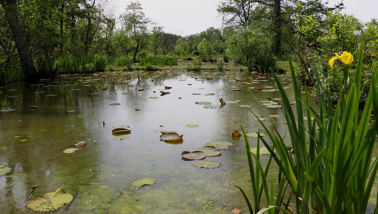 a yellow flower and greenery surround a pond