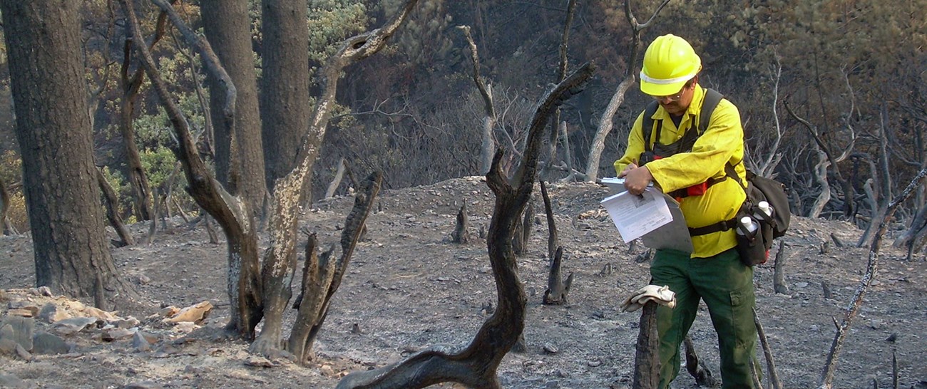 Scientists evaluate if and which treatments are necessary to restore an area post-fire.