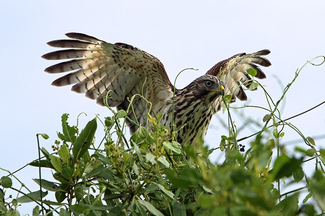 Hawk spreads its wings while perched on a tree.