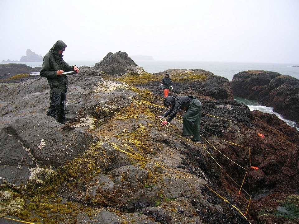 Scientists monitor the intertidal zone.
