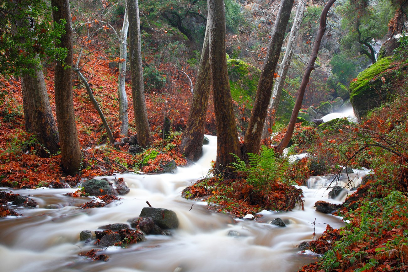 Bear Creek in the Hain Wilderness.