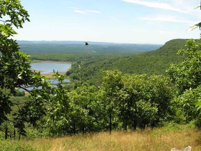 A bird flies over a lush forest overlooking the Androscoggin River, nearby the Appalachian National Scenic Trail and the Shelburne Hydroelectric Project, New Hampshire.