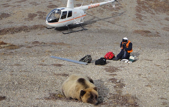 A person wearing protective gear examines equipment midway between a helicopter in the background and a grizzly bear that lies unmoving in the foreground