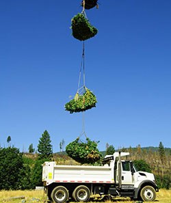 lt= Sling loads of plant material are dropped into a dump truck from above.