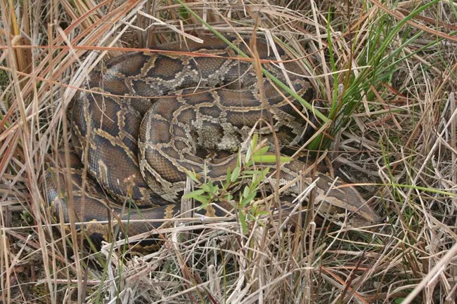 python snake in the grass python snake in the grass