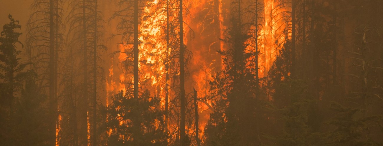 Bright orange flames burn tall trees in a smoke engulfed forest.