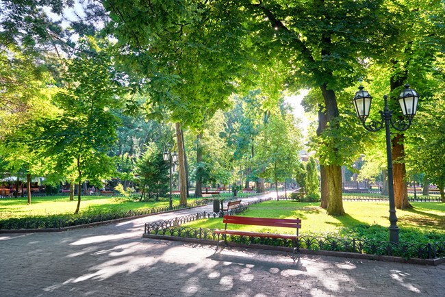 Park bench and dual lamp post under trees on a bright sunny day.