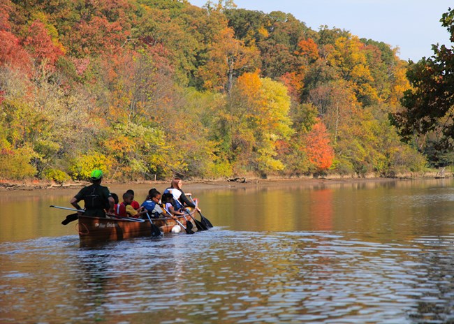 A rowing crew in a river alongside tall trees in fall colors.