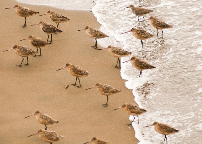 A flock of Willet birds walk alongside a foamy beach shore.