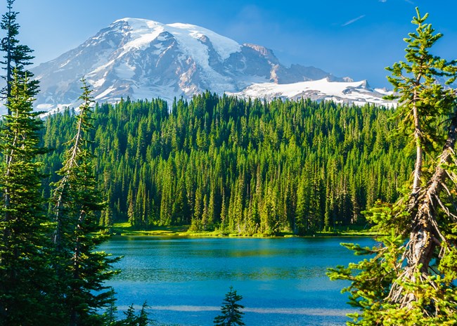 Pine trees frame a distant mountain and lake under a clear blue sky.
