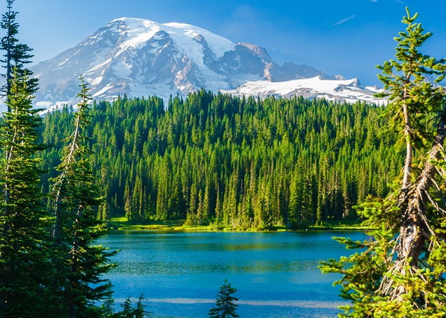 lt= Pine trees frame a distant mountain and lake under a clear blue sky.