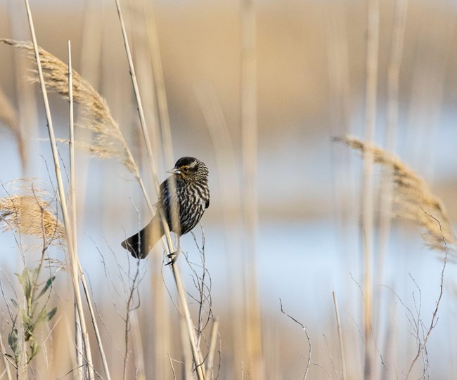 Female red-winged blackbird clinging to a phragmite, a common reed in wetlands.