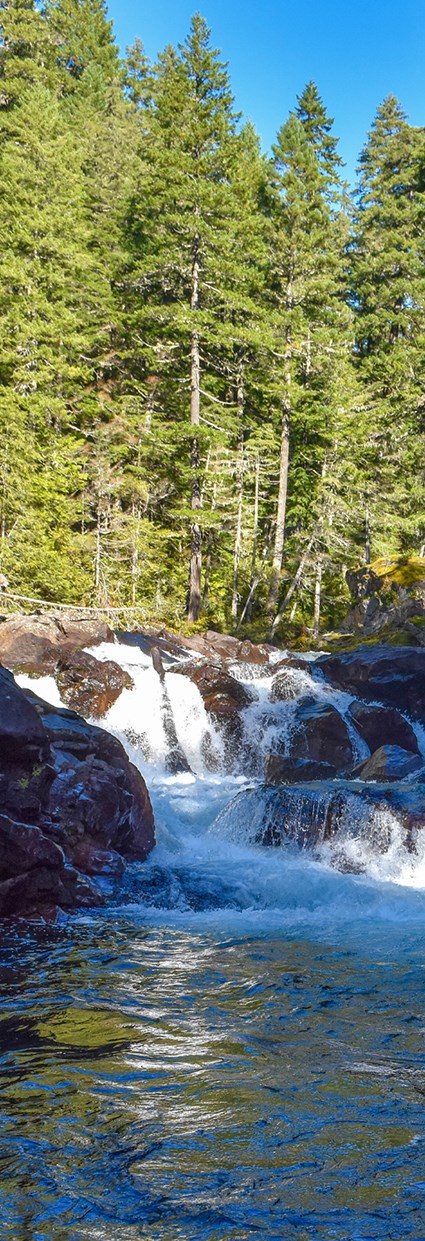 A small waterfall surrounded by pine trees in a forest.