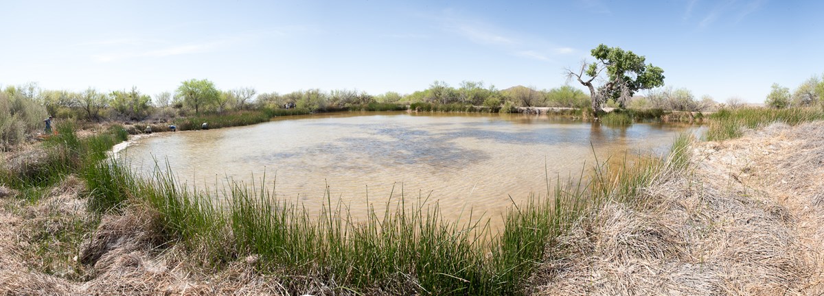panoramic view of the quitobaquito pond, with conttonwood tree