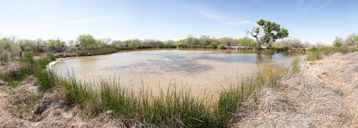 panoramic view of the quitobaquito pond, with conttonwood tree panoramic view of the quitobaquito pond, with conttonwood tree