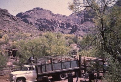 final cattle being removed by truck in 1972