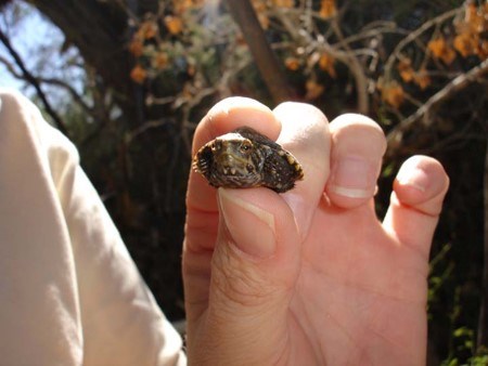 researcher holding sonoyta mud turtle