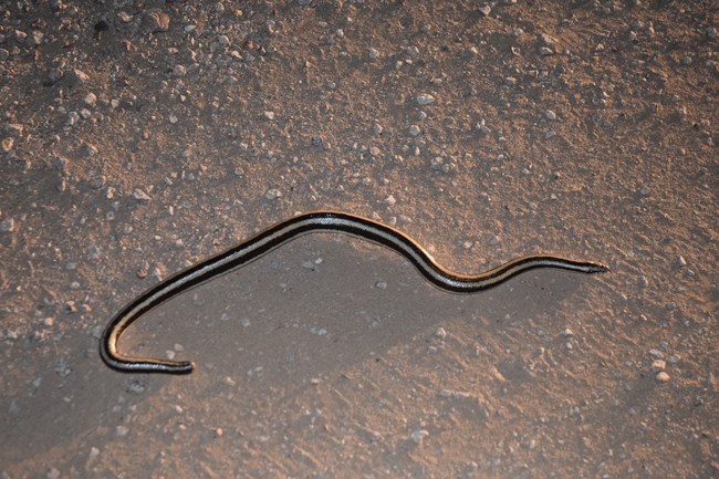 Black Pipe Snake - Encyclopedia of Life