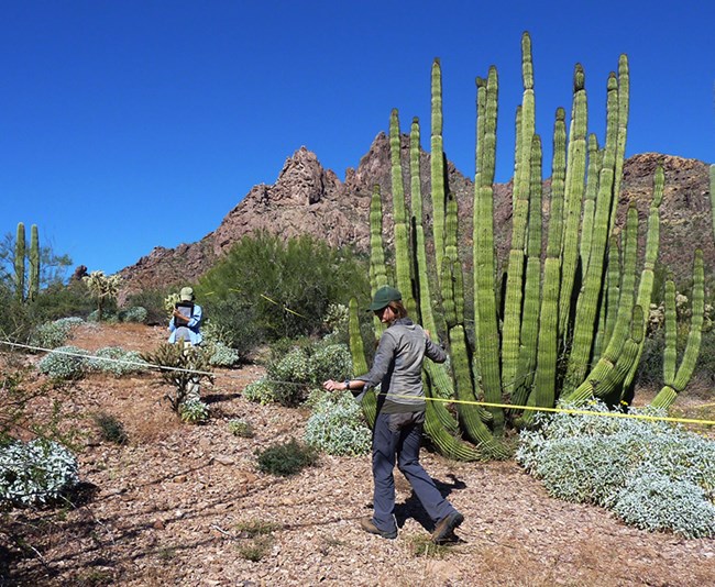 Two women stand near a tall organ pipe cactus, mountains in background. One woman walks a transect tape. The other writes on a clipboard.