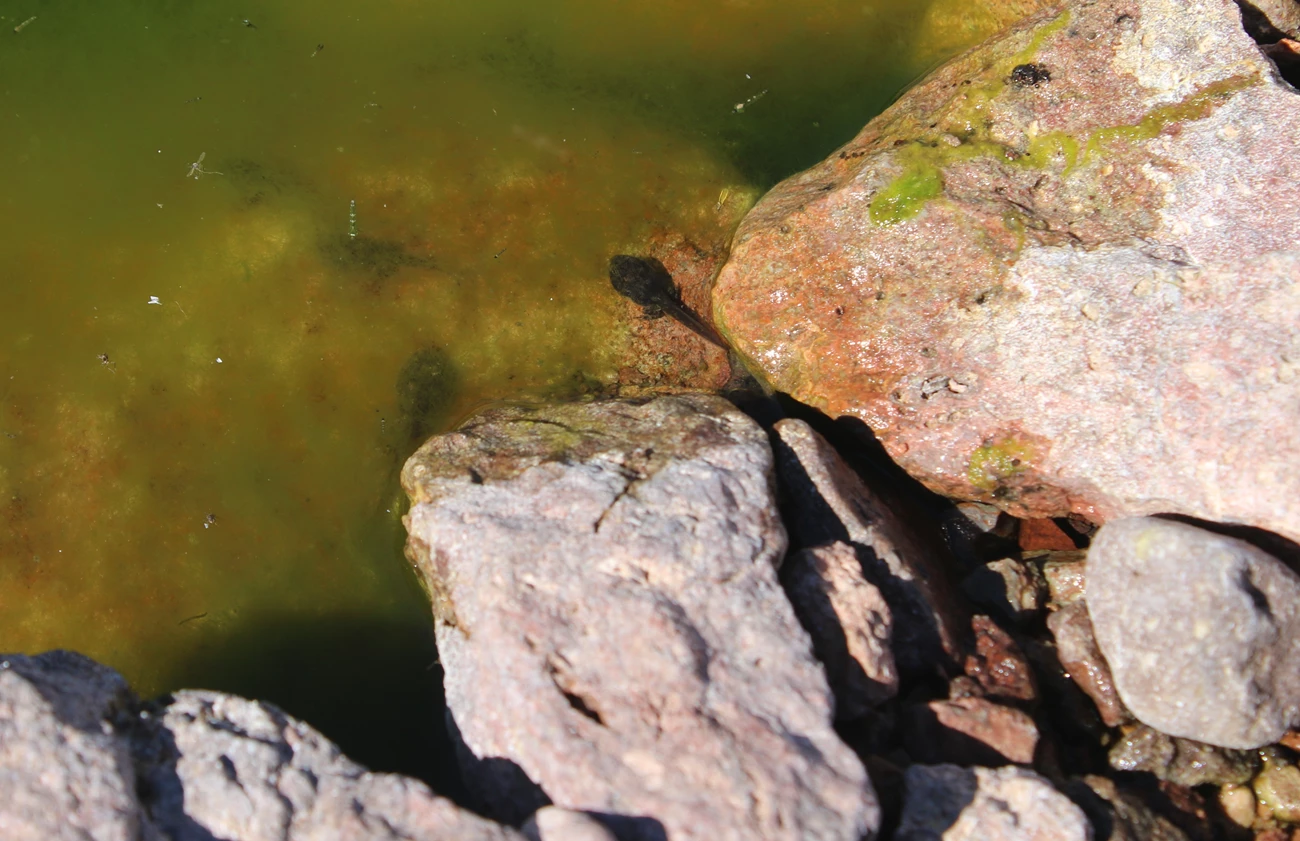 Tadpole A tadpole with rear legs sits in shallow water near rocks.