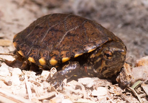 a mud turtle swims along the shore of a body of water.