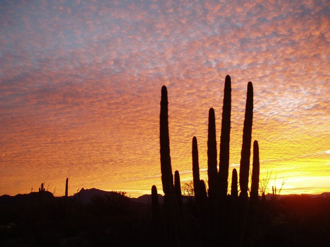 A silhouette of an organ pipe against a colorful yellow and purple sunset sky.