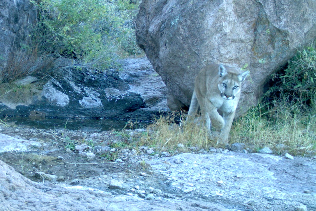 A mountain lion looking directly at a trail camera, as it walks away from a watering hole.