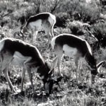 Pronghorn Black & White
