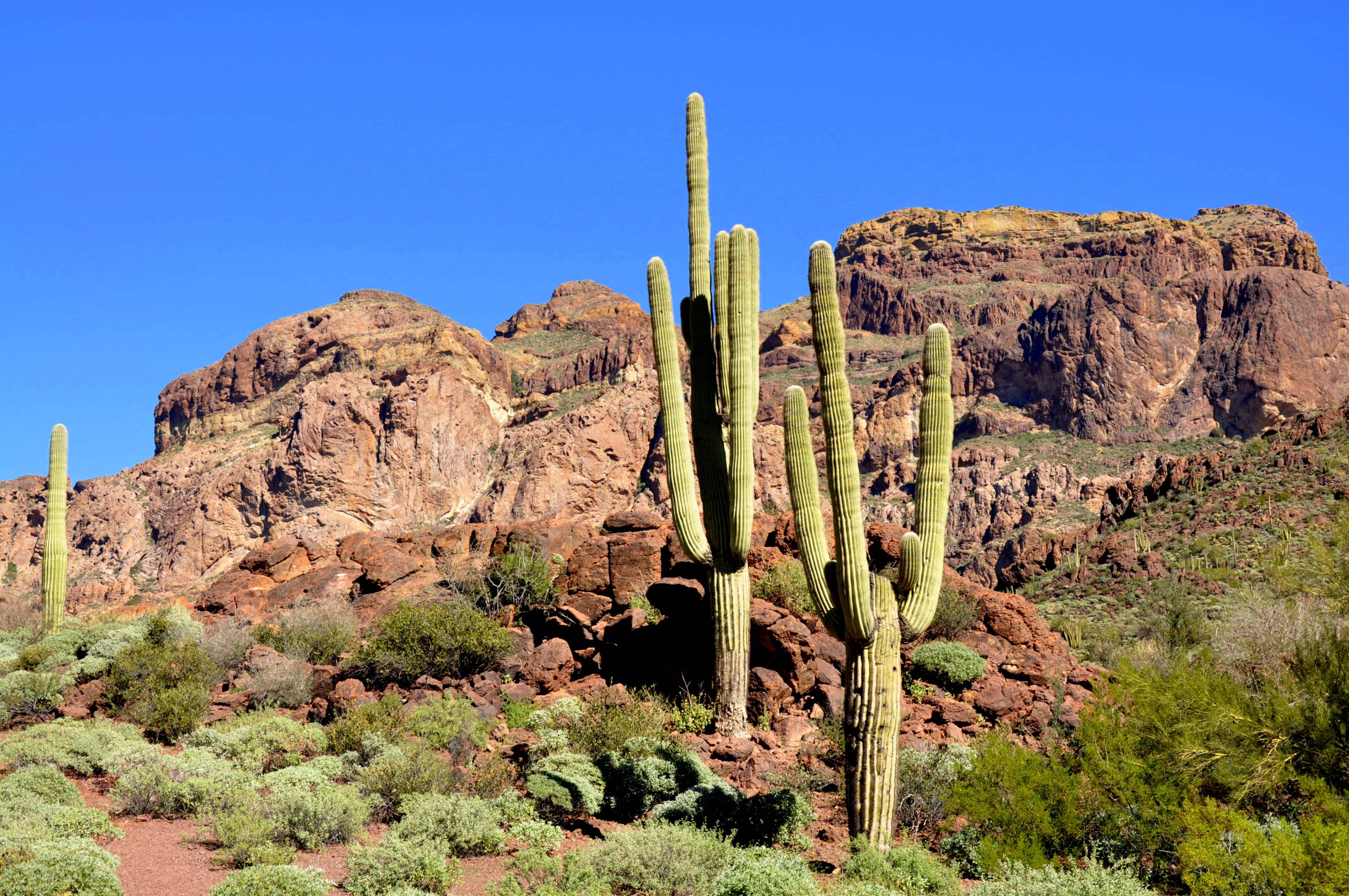 Birds - Organ Pipe Cactus National Monument (U.S. National Park Service)